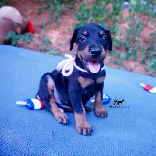 Champion Bloodlines - Euro Ty Lee 2
